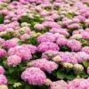 Hortensia - Hydrangea Macrophylla Endless Summer The Original (Rose) -Le Jardin Secret Boutique Hydrangea macrophylla Endless Summer The Original rose 85448 1