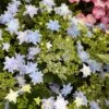 Hortensia - Hydrangea Macrophylla Fireworks Blue -Le Jardin Secret Boutique Hydrangea macrophylla Fireworks Blue 83184 1