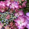 Hortensia - Hydrangea Macrophylla French Cancan -Le Jardin Secret Boutique Hydrangea macrophylla French Cancan copyright 8257011 1