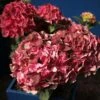 Hortensia - Hydrangea Macrophylla Magical Crimson -Le Jardin Secret Boutique Hydrangea macrophylla Magical Crimson 81578 1
