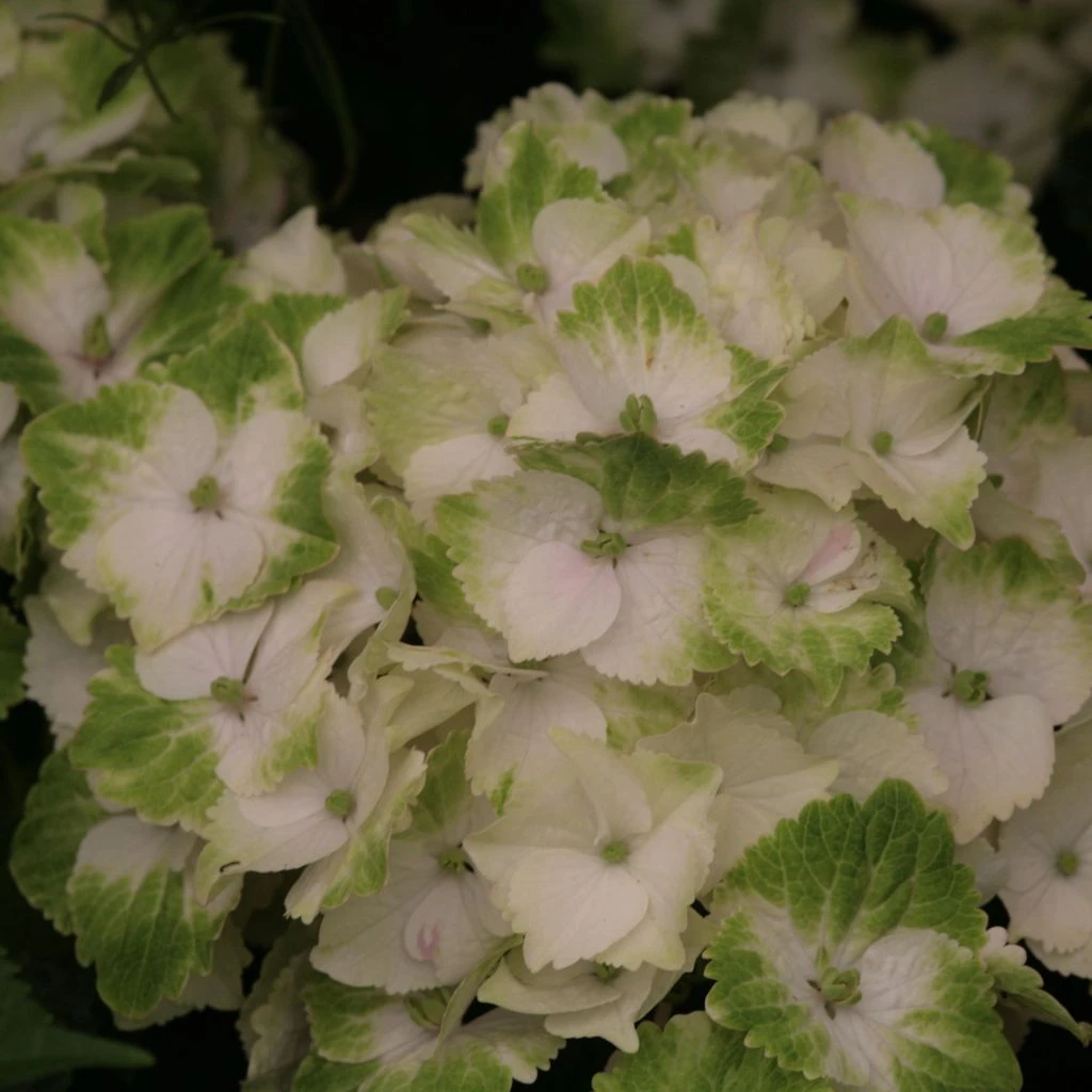 Hortensia - Hydrangea Macrophylla Magical Noblesse 3 Hortensia - Hydrangea Macrophylla Magical Noblesse