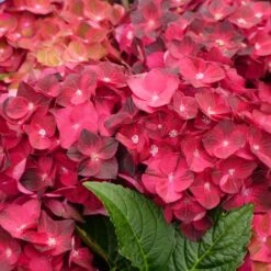 Hortensia - Hydrangea Macrophylla Magical Ruby Tuesday