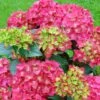 Hortensia - Hydrangea Macrophylla Red Reggae (Music Collection) 2 Hortensia - Hydrangea Macrophylla Red Reggae (Music Collection) -Le Jardin Secret Boutique Hydrangea macrophylla Red Reggae Music Collection 85450 1 1