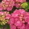 Hortensia - Hydrangea Macrophylla Rosita -Le Jardin Secret Boutique Hydrangea macrophylla Rosita 82568 1