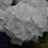 Hortensia - Hydrangea Macrophylla Schneeball -Le Jardin Secret Boutique Hydrangea macrophylla Schneeball 82749 1