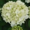 Hortensia - Hydrangea Macrophylla Sœur Thérèse -Le Jardin Secret Boutique Hydrangea macrophylla Soeur Therese 82569 1
