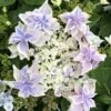 Hortensia - Hydrangea Macrophylla Stargazer -Le Jardin Secret Boutique Hydrangea macrophylla Stargazer copyright 554002 1