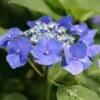 Hortensia Macrophylla Teller Blue -Le Jardin Secret Boutique Hydrangea macrophylla Teller Blue copyright 1000532 1