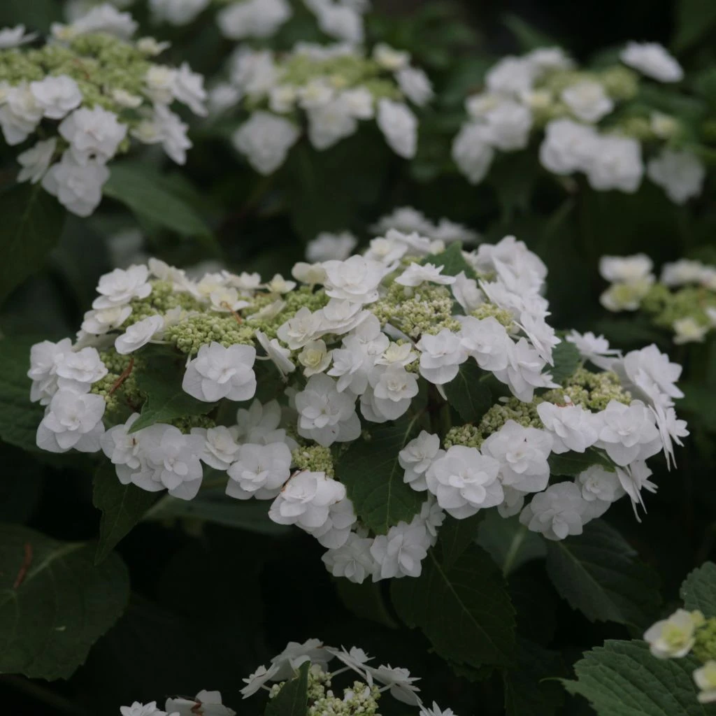 Hortensia - Hydrangea Macrophylla Wedding Gown 3 Hortensia - Hydrangea Macrophylla Wedding Gown