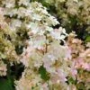 Hydrangea Paniculata Confetti - Hortensia Paniculé -Le Jardin Secret Boutique Hydrangea paniculata Confetti copyright 17707 1