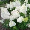 Hydrangea Paniculata Diamantino - Hortensia Paniculé -Le Jardin Secret Boutique Hydrangea paniculata Diamantino 85619 1
