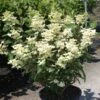 Hydrangea Paniculata Early Sensation - Hortensia Paniculé -Le Jardin Secret Boutique Hydrangea paniculata Early Sensation 7424 2