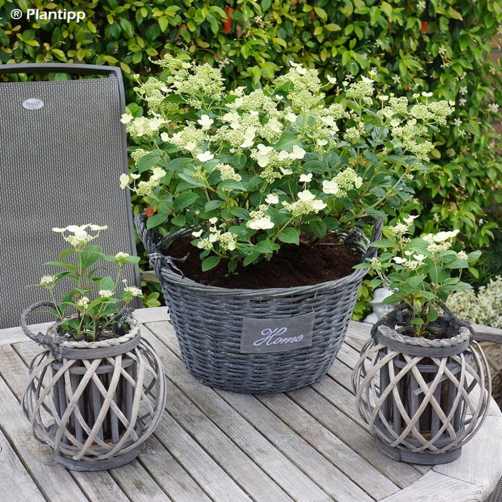 Hydrangea Paniculata Prim White - Hortensia Paniculé 3 Hydrangea Paniculata Prim White - Hortensia Paniculé