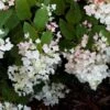 Hydrangea Paniculata White Diamond - Hortensia Paniculé -Le Jardin Secret Boutique Hydrangea paniculata White Diamond 7487 1
