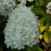 Hydrangea Paniculata Silver Dollar - Hortensia Paniculé -Le Jardin Secret Boutique Hydrangea paniculata silver Dollar 7866 1 1