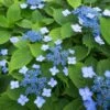 Hortensia Serrata Annie's Blue 1 Hortensia Serrata Annie's Blue -Le Jardin Secret Boutique Hydrangea serrata Annie s Blue copyright 87391 1