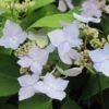 Hortensia - Hydrangea Serrata Blue Deckle -Le Jardin Secret Boutique Hydrangea serrata Blue Deckle 781674 1