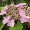 Hortensia - Hydrangea Serrata Graciosa -Le Jardin Secret Boutique Hydrangea serrata Graciosa 781675 1