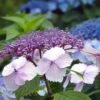 Hortensia - Hydrangea Serrata Klaveren -Le Jardin Secret Boutique Hydrangea serrata Klaveren 67848 1