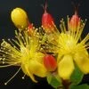 Hypericum Inodorum Magical Red Flame - Millepertuis -Le Jardin Secret Boutique Hypericum x inodorum Magical Red 84102 1