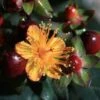 Hypericum Inodorum Magical Universe - Millepertuis -Le Jardin Secret Boutique Hypericum x inodorum Magical Universe 84104 1