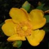 Millepertuis - Hypericum (x) Moserianum -Le Jardin Secret Boutique Hypericum x moserianum 84106 1