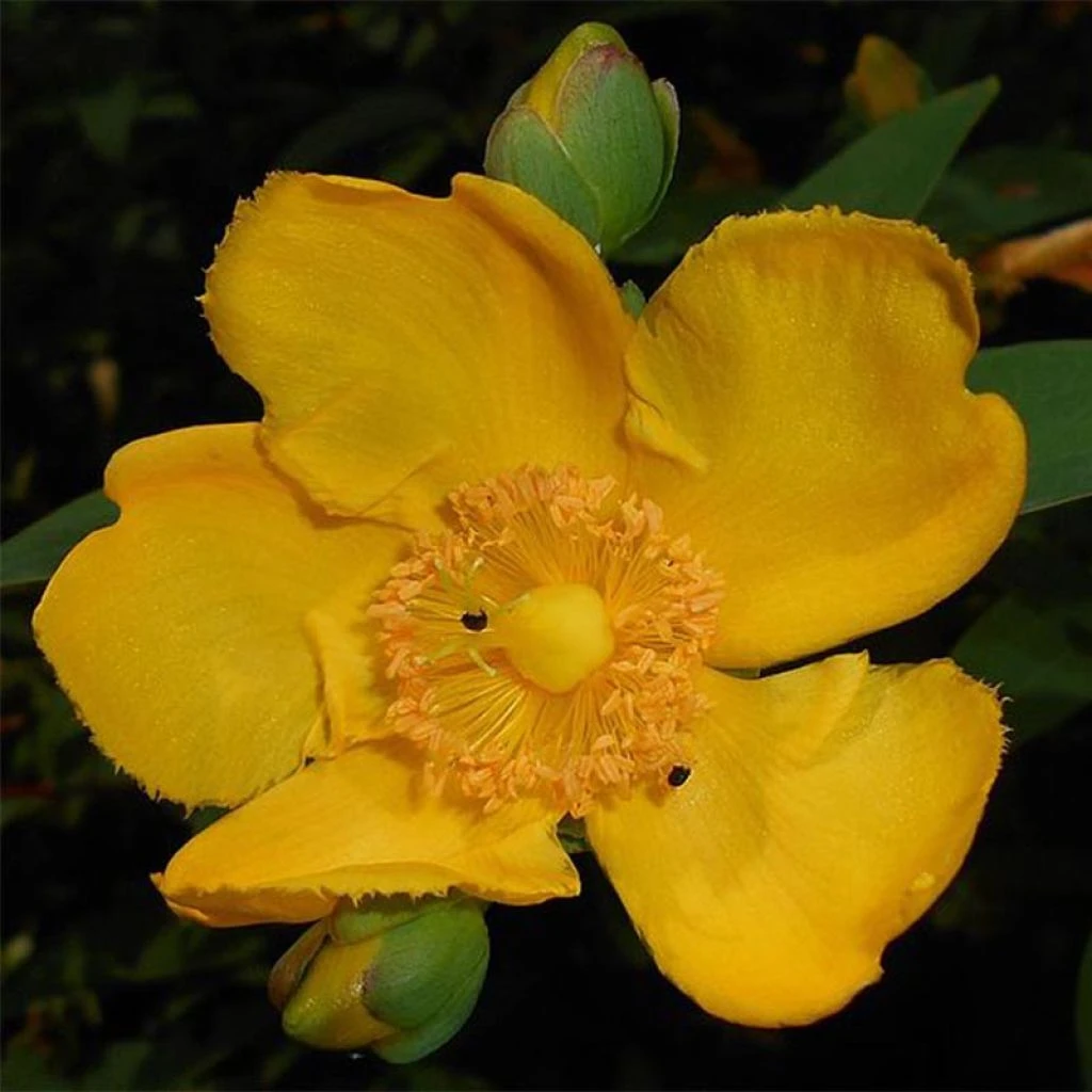 Millepertuis - Hypericum (x) Moserianum 3 Millepertuis - Hypericum (x) Moserianum