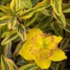 Hypericum (x) Moserianum Little Misstery - Millepertuis De Moser -Le Jardin Secret Boutique Hypericum x moserianum Little Misstery Millepertuis de Moser 16335 1