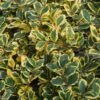 Houx Panaché - Ilex Golden King -Le Jardin Secret Boutique ILEX ALTACLERENSIS GOLDEN KING 781728 1