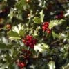 Houx Commun - Ilex Aquifolium Alaska -Le Jardin Secret Boutique Ilex aquifolium Alaska 7850 1