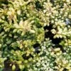 Houx Crénelé - Ilex Crenata Convexed Gold 1 Houx Crénelé - Ilex Crenata Convexed Gold -Le Jardin Secret Boutique Ilex crenata Convexed Gold 100259 1