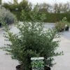 Ilex Crenata Stokes - Houx Crénelé Nain -Le Jardin Secret Boutique Ilex crenata Stokes 87481 1