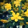 Jasmin - Jasminum Humile Revolutum -Le Jardin Secret Boutique Jasmin Jasminum humile Revolutum copyright 1010781 1