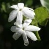 Jasmin Officinal - Jasminum Officinale Affinis -Le Jardin Secret Boutique Jasmin blanc officinal Jasminum officinale Affinis copyright 1010792 1