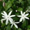 Jasmin Sauvage étoilé - Jasminum Multipartitum