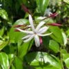 Jasminum Nitidum - Jasmin 1 Jasminum Nitidum - Jasmin -Le Jardin Secret Boutique Jasminum nitidum 89985 1