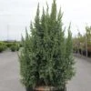 Genévrier écailleux - Juniperus Squamata Loderi -Le Jardin Secret Boutique Juniperus squamata Loderi 84122 1