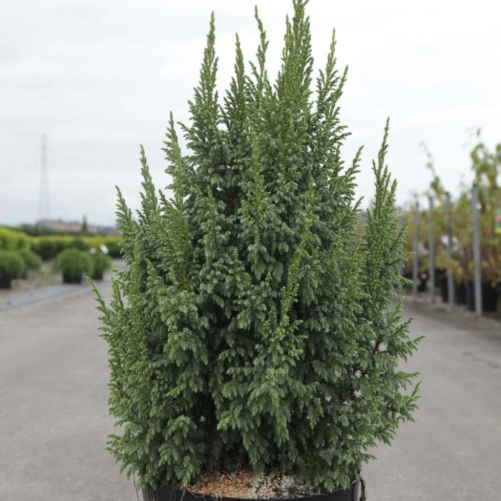 Genévrier écailleux - Juniperus Squamata Loderi 3 Genévrier écailleux - Juniperus Squamata Loderi