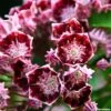 Kalmia Latifolia Bull's Eye - Laurier Des Montagnes Rouge Et Blanc -Le Jardin Secret Boutique Kalmia latifolia Bulls Eye 781981 1
