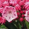 Kalmia Latifolia Ewa - Laurier Des Montagnes Rose Pâle Veiné De Pourpre