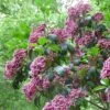 Kalmia Latifolia Keepsake - Laurier Des Montagnes Rouge Et Blanc -Le Jardin Secret Boutique Kalmia latifolia Keepsake V 16673 1