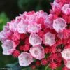 Kalmia Latifolia Olympic Fire - Laurier Des Montagnes Rose Vif Et Blanc -Le Jardin Secret Boutique Kalmia latifolia Olympic Fire 781983 1