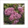Kalmia Latifolia Otsbo Red - Laurier Des Montagnes Rouge Et Rose Vif. 2 Kalmia Latifolia Otsbo Red - Laurier Des Montagnes Rouge Et Rose Vif. -Le Jardin Secret Boutique Kalmia latifolia Ostbo Red 83153 1