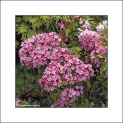 Kalmia Latifolia Otsbo Red - Laurier Des Montagnes Rouge Et Rose Vif.