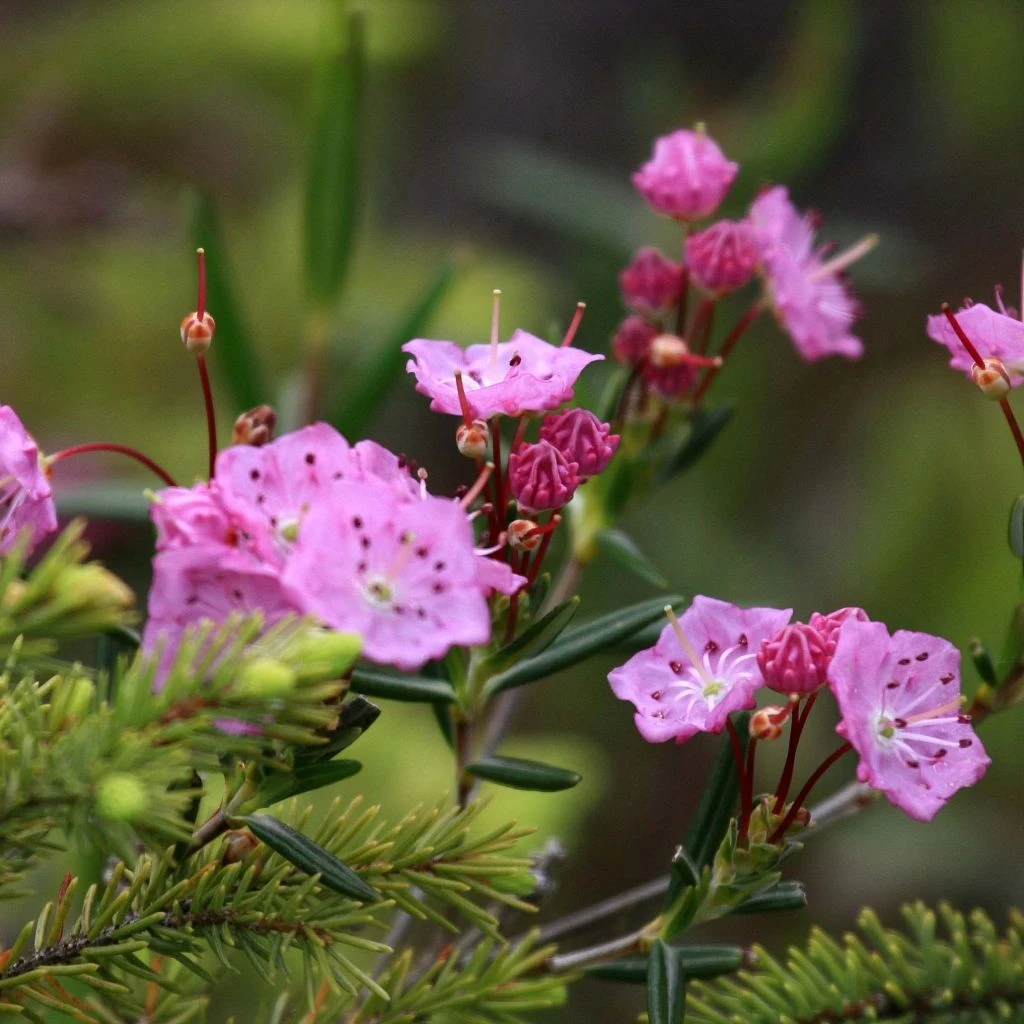 Kalmia Polifolia - Laurier Des Montagnes à Feuilles D'andromède 3 Kalmia Polifolia - Laurier Des Montagnes à Feuilles D'andromède