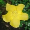 Kerria Japonica Golden Guinea -Le Jardin Secret Boutique Keria Japonica golden guinea 7802 1