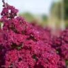 Lagerstroemia Braise D'Eté - Lilas Des Indes -Le Jardin Secret Boutique Lagerstroemia Braise d Ete 84468 1