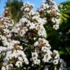 Lagerstroemia Neige D'Eté - Lilas Des Indes -Le Jardin Secret Boutique Lagerstroemia Neige d Ete 84470 1