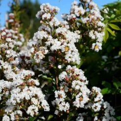 Lagerstroemia Neige D'Eté - Lilas Des Indes