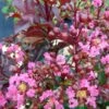 Lagerstroemia Indica Rhapsody In PINK - Lilas Des Indes